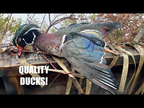 QUALITY DUCKS FOR NEARING THE END