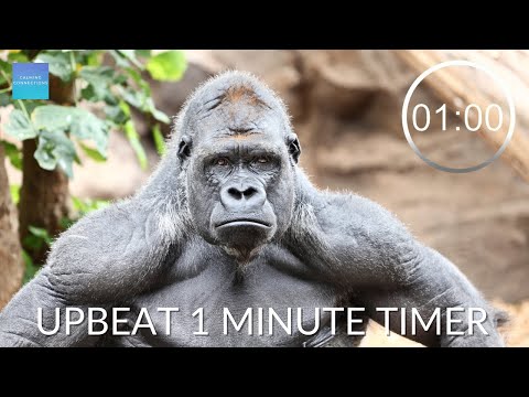 Countdown Timer 1 Minute With Music - ⏲ Gorilla pack up time music, 1 minute timer with upbeat music