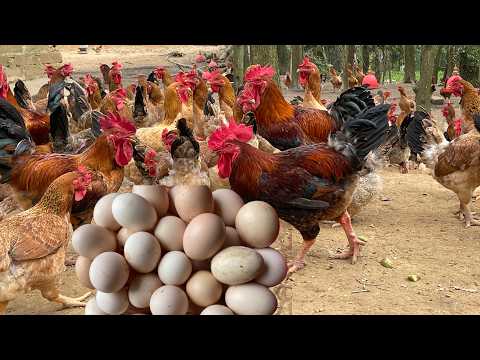 How to take care of chickens in the rainy season - Chicken Farming.