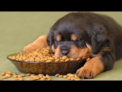 Rottweiler puppies Diet chart (part - 1) Hindi #doginformation #dog #rottweiler #dogpricelist