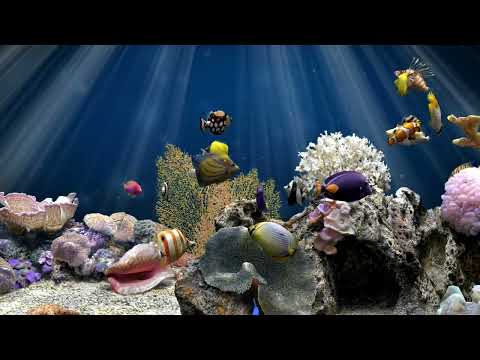 Calming Fish Tank Water Sounds For Relaxing | Tropical Aquarium | 2 Hours