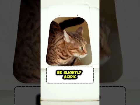 Testing Cat Urine pH | Two Crazy Cat Ladies