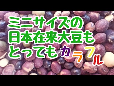 （2021.1.8）ミニサイズの在来大豆を脱穀する