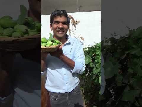 Country Kovaikai plant, benefits and cooking நாட்டு கோவைக்காய் கொடி #kovaikai