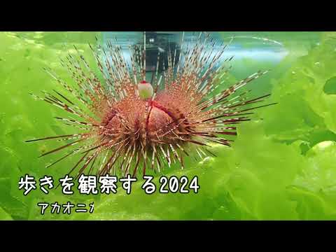 ＊ウニ＊アカオニガゼがアオサ類の上を歩く姿を観察する2024