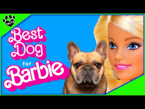 Top 10 Dog Breeds That Match Barbie's Style - Barbie Doll Dogs