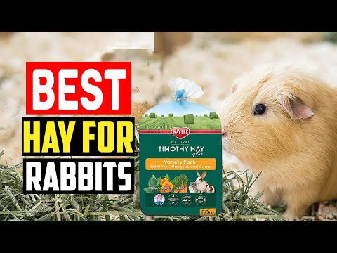 ✅Top 5 Best Hay For Rabbits Reviews in 2023