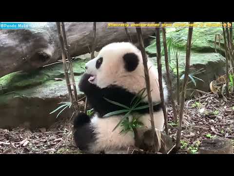 大熊猫宝宝齐三妹偷拍～🤫🤫 Secretly photographed giant panda baby Qi Sanmei~🤫🤫 #panda #cute #redpanda #giantpanda