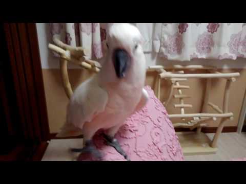 普段のハルヒ(放鳥中)