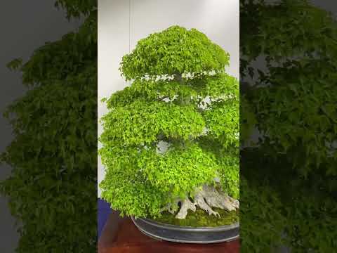 The 2nd Suiryoku-ten #bonsai #bonsaijapan #bonsaiexhibition #bonsaijapanese #japan