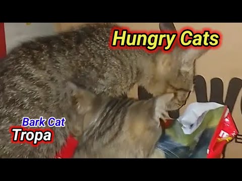 "The Hungry Cats Eat Dog Food"