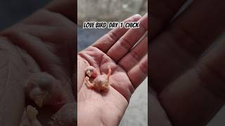 Love bird Red eye day one chick #petlove #petparentlife #lovebirds #lovebirdsvlogs