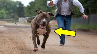 Un hombre rescata a un pitbull encadenado toda su vida. ¡Lo que pasó después te dará escalofríos!