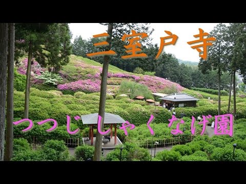 【Kansai Outing Spot】Azalea and Sakuranago Park in Mimurotoji