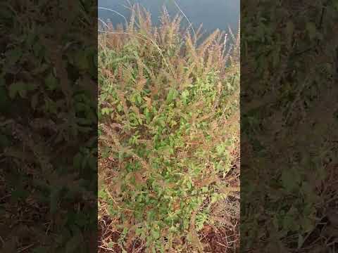 Nature's Miracle Plant! #tulsi #viralvideo #satisfying #new #fresh #leaf #plants #innature