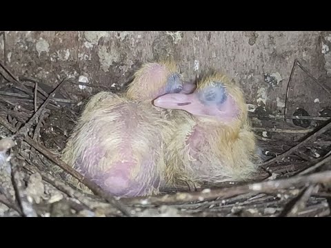 Pigeon's little baby | Best pigeon breeds | Pigeon's Lover