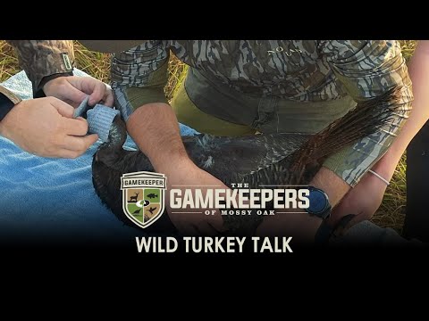 Wild Turkey Talk