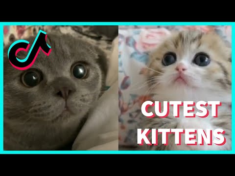 CUTEST KITTENS FROM TIKTOK // TIKTOK CATS COMPILATION #3