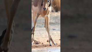 Impala Comes to Quench Its Thirst 🦌 #Impala #WildlifeMoments #Nature