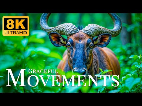 Graceful Movements 8K ULTRA HD🐾Wildlife Dance With Tranquil Music