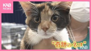 3万分の1の奇跡!?オスの三毛猫　熊本市で保護