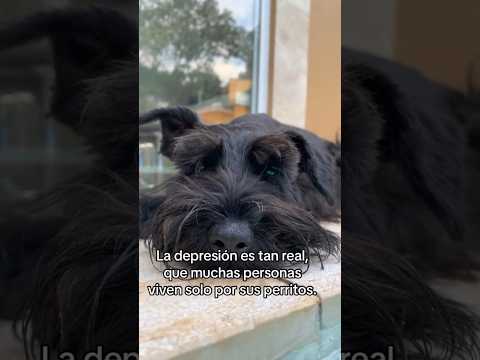 Tu perrito puede ayudarte a lidiar con los días malos #shorts