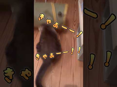 見えない何かを狙うロイさま #ねこ動画 #cat #ねこ #保護猫 #おもしろい動物 #見えない #狙う #ボール遊び #ことねこくらし