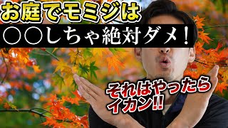 【庭にモミジ植えて大丈夫？】日本中で愛されているモミジを庭で楽しむには