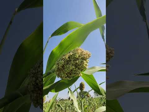 Jawar plant in farm . One like for it guys. #shorts #farm #indianfarmer