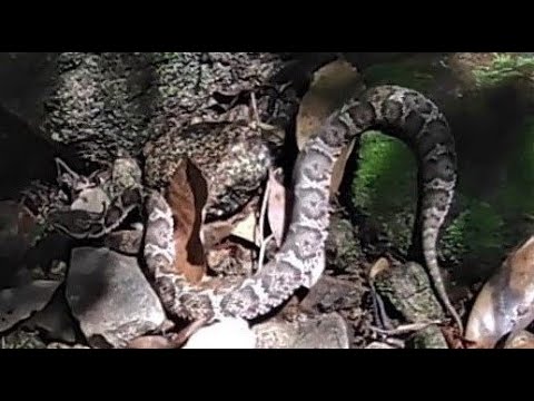 爪先にマムシ～山の生き物たち