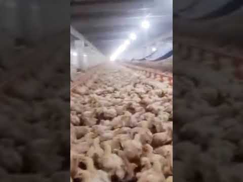 poultry farm, #chicken #desichicken #viralshort #youtube #shorts #ytshorts