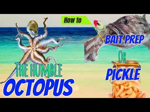 Octopus | How To Bait Prepare + Pickle - Catch and Cook