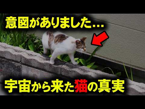 猫の正体は宇宙人！？その証拠と驚愕の事実を大公開！【 都市伝説 宇宙 】