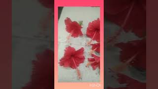 hibiscus flower#viral #useful #healthy #ytshorts #herbal #hibiscus #shortsfeed #flower