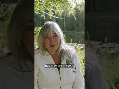 Alaskan grandmother conquers her fear and discovers a love of bees 🐝💛