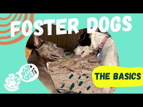 Fostering a Dog: A Complete Guide for an Amazing Experience