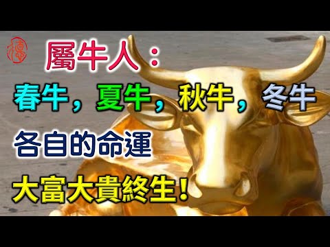 屬牛人：春牛，夏牛，秋牛，冬牛，各自的命運！喜事連連，橫財不斷，大富大貴終生！