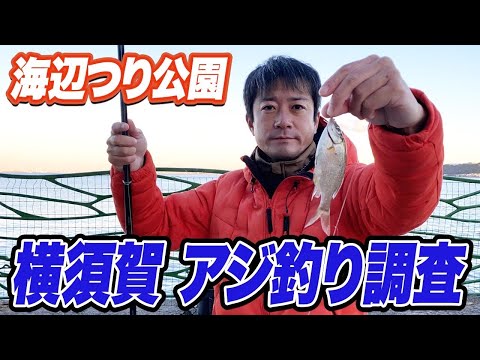 【横須賀海辺つり公園】今年最後のアジ釣り調査！うみかぜ公園と海辺つり公園に通った2024年