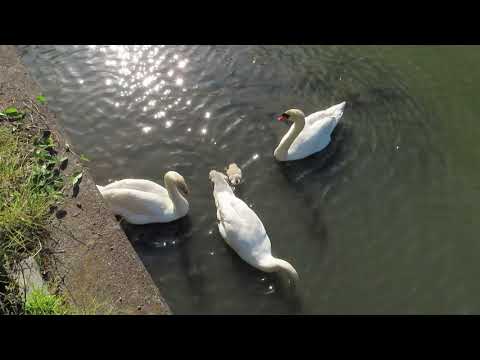 【白鳥の親子 翼を開くお父さん】✨福山市どんどん池🎉