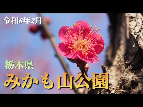 【季節の花】2月 みかも山公園 栃木県　小さな春を探す花活