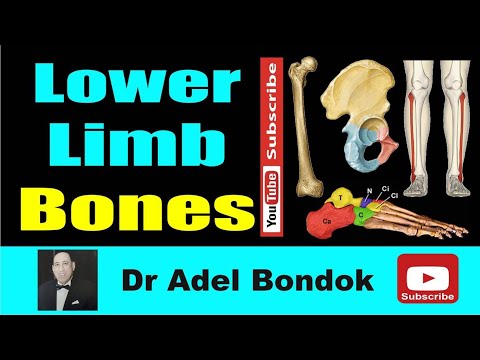 Lower Limb Bones, Osteology, Dr Adel Bondok Making Anatomy Simple