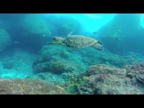 10月の八丈島で素潜り！Recreational Freediving in Japan