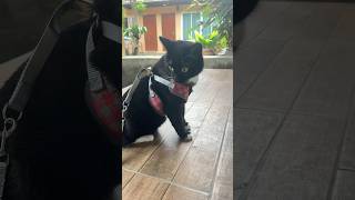 Куница желает всем #доброгоутра #cats #catshorts #petlovers #cuteanimals #funnycats #pets