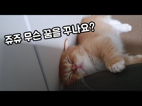 오랫만에 쥬쥬 아기시절 올려보아요^^ It's been a while since I uploaded a video of Juju's baby days^^ #먼치킨 #아기고양이