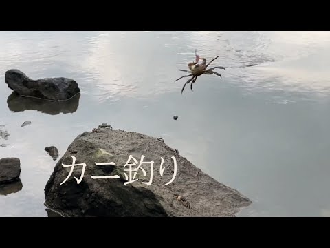 釣りエサに使うカニは獲るより釣った方が速いし楽しい【黒鯛のエサ】