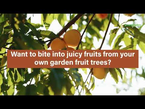 Beginner's guide to planting your own tropical fruit trees