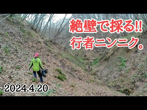 【北海道】春一番の山菜🌱『行者にんにく』がたべたいから採りに行く☝️