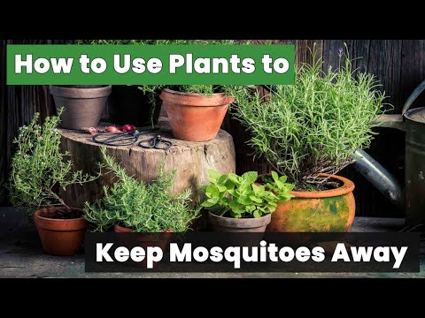 Natural Mosquito Repellent: How to Use Plants to Keep Them Away