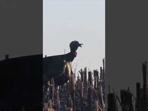 Brisk morning gobblers…🦃 #turkeyhunting #rollingthunder #chasingtail #midwest