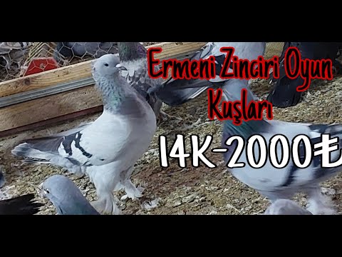 Ermeni Zinciri Oyun Kuşları.